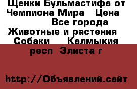 Щенки Бульмастифа от Чемпиона Мира › Цена ­ 1 000 - Все города Животные и растения » Собаки   . Калмыкия респ.,Элиста г.